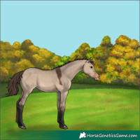 Horse Color:Brown Dun Appaloosa 