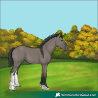 Horse Color:Grullo Tobiano Appaloosa 
