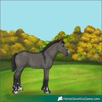 Horse Color:Grullo
