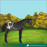 Horse Color:Gray Smoky Black Appaloosa 