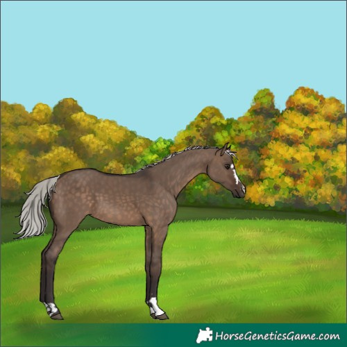 Horse Color:Silver Brown Dun 