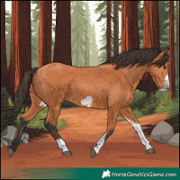 Horse Color:Bay Tobiano Frame