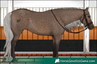 Horse Color:Silver Brown Dun 
