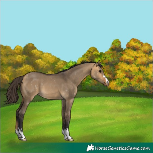 Horse Color:Unknown 