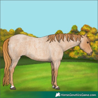 Horse Color:Red Roan 