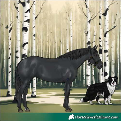 Horse Color:Black 