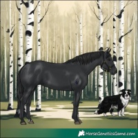 Horse Color:Black 