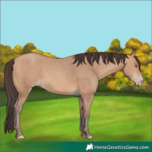 Horse Color:Amber Champagne 
