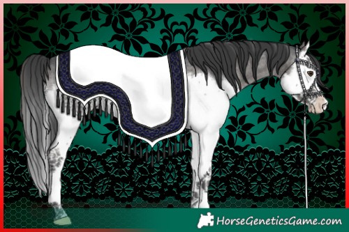 Horse Color:White Spotted Blue Roan Splash Appaloosa 