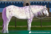 Horse Color:Watercolor White Spotted Brown Onyx Appaloosa 