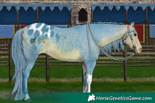 Horse Color:Watercolor White Spotted Buckskin Tobiano Appaloosa 
