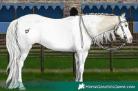 Horse Color:Watercolor White Spotted Silver Sable Champagne Tobiano Appaloosa