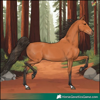 Horse Color:Bay 