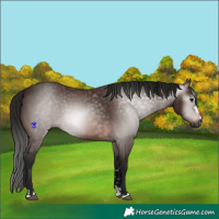 Horse Color:Gray Bay 