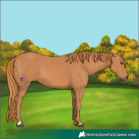 Horse Color:Chestnut 