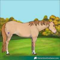 Horse Color:Red Dun 