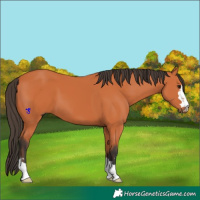 Horse Color:Bay 
