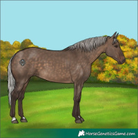 Horse Color:Silver Brown Dun 