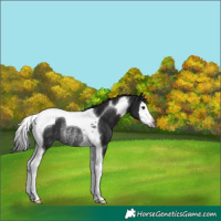 Horse Color:Gray Black Splash Tobiano Rabicano