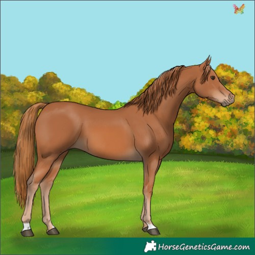 Horse Color:Chestnut 