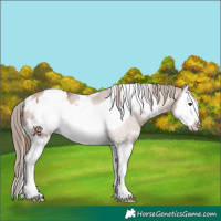 Horse Color:White Spotted Black Pearl Splash Frame 