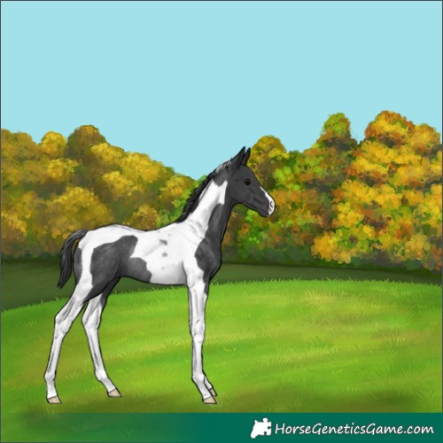 Horse Color:Black Tobiano Rabicano 