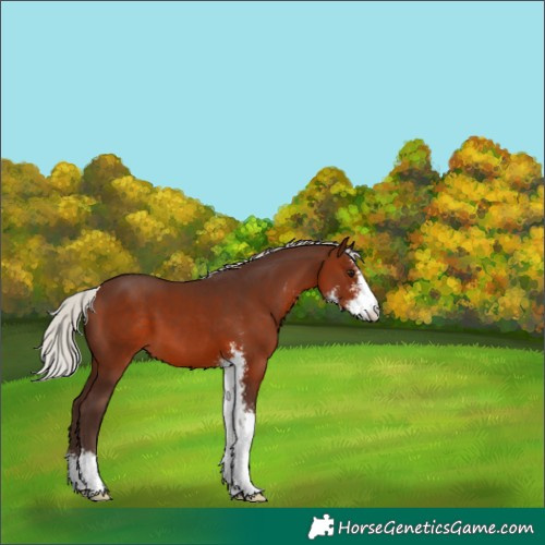 Horse Color:Silver Brown Sabino Appaloosa 
