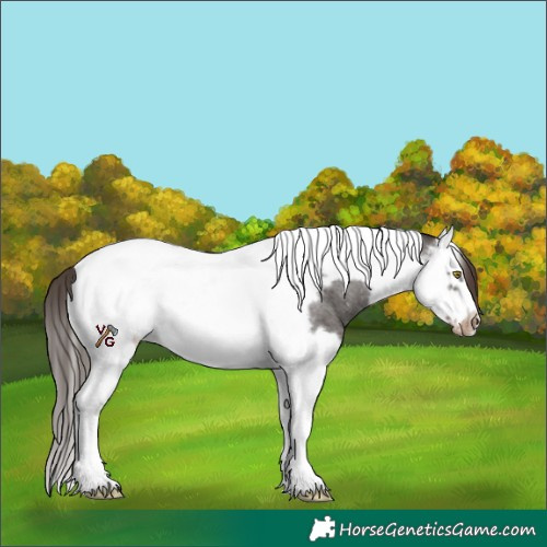 Horse Color:Liver Red Roan Splash Tobiano Frame Appaloosa 
