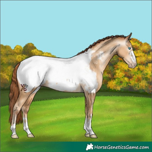 Horse Color:Gray Amber Cream Champagne Pearl Appaloosa 