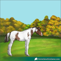 Horse Color:White Spotted Liver Chestnut Tobiano Appaloosa Rabicano