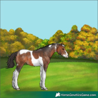 Horse Color:Brown Sabino Tobiano 