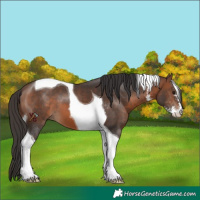 Horse Color:Brown Sabino Tobiano 