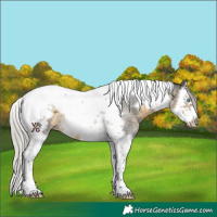 Horse Color:Silver Buckskin Roan Splash Tobiano Frame Rabicano 
