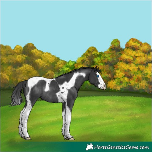 Horse Color:Black Splash Tobiano Rabicano 