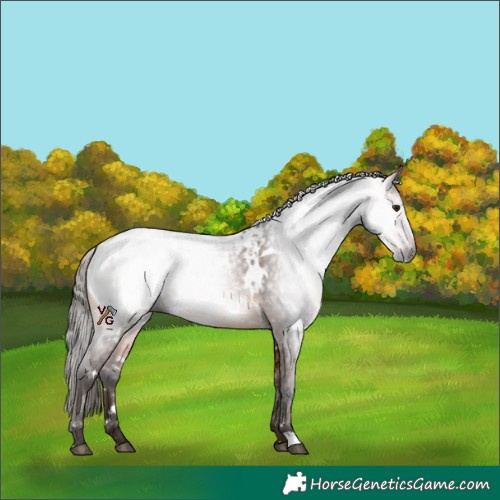 Horse Color:Gray White Spotted Bay Blanket 