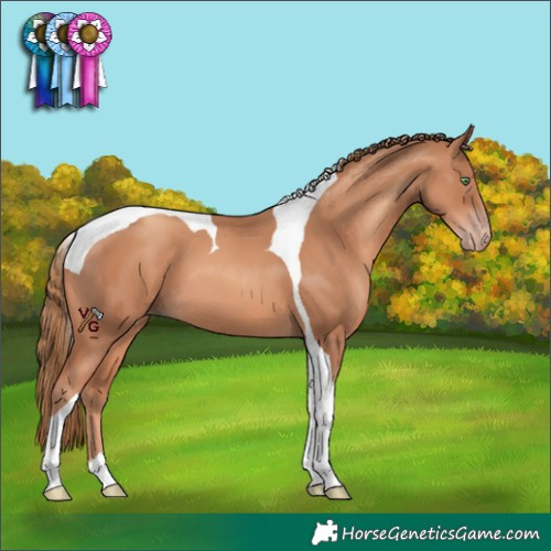 Horse Color:Gold Champagne Tobiano 