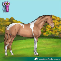 Horse Color:Gold Champagne Tobiano 