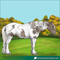 Horse Color:White Spotted Silver Black Tobiano 