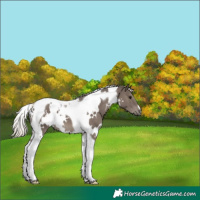 Horse Color:White Spotted Silver Black Tobiano 