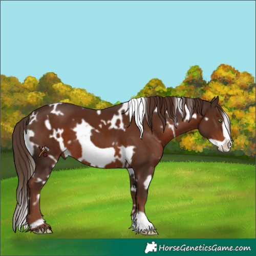 Horse Color:White Spotted Liver Chestnut Frame 