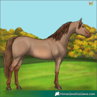 Horse Color:Red Dun 