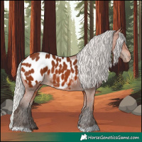 Horse Color:Silver Bay Appaloosa 