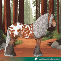 Horse Color:Silver Bay Appaloosa 