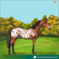 Horse Color:Bay Appaloosa