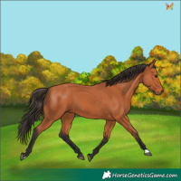 Horse Color:Bay 
