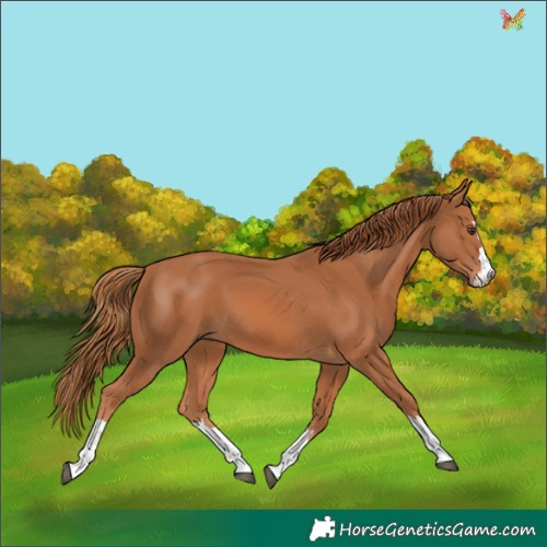 Horse Color:Chestnut 