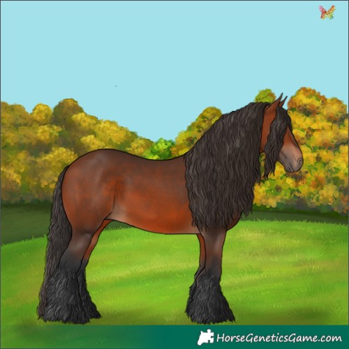 Horse Color:Bay 