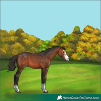 Horse Color:Bay Sabino 