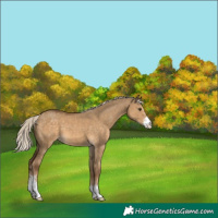 Horse Color:Chocolate Palomino Dun Sabino 