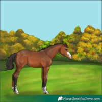 Horse Color:Bay 